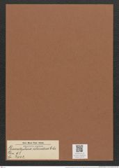 Grammatophora islandica Ehr. (de-Toni-Nr.: Genus 93, Species 3042) Zeichnungen Sammlung Grunow Mappe 03229 (Herbarium_W_Grunow_drawings_Folder_03229)
